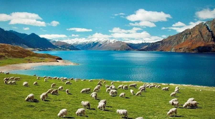 Sheep in New Zealand