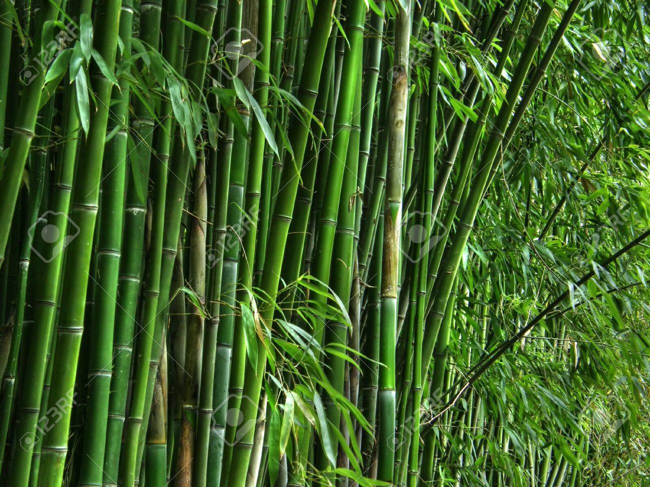 Bamboo