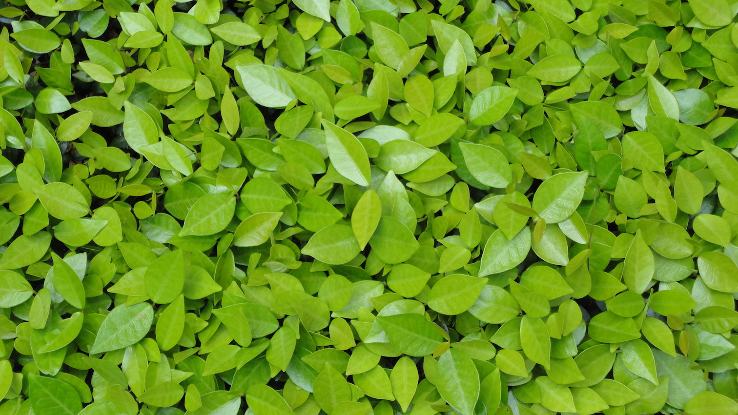 Leaves